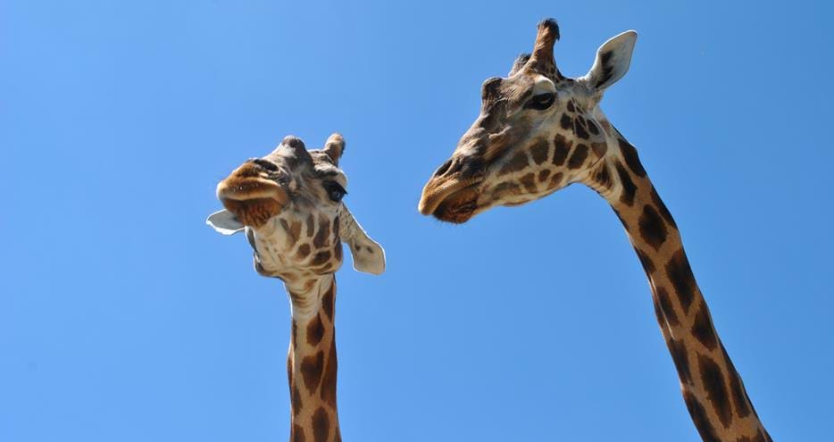 Rothschild Giraffes at Port Lympne Hotel & Reserve in Kent, UK