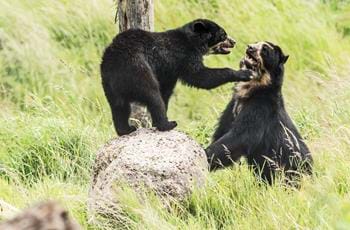Rina & Oberon The Spectacled Bears