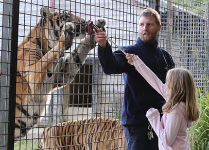 Tiger encounter at Port Lympne Hotel & Reserve in Kent