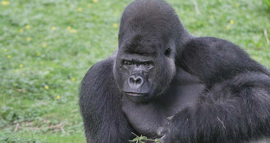 Western lowland gorilla silverback at Port Lympne Hotel & Reserve in Kent, UK