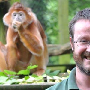Animal Manager, Simon Jeffery with Javan langurs at Port Lympne Hotel & Reserve in Kent