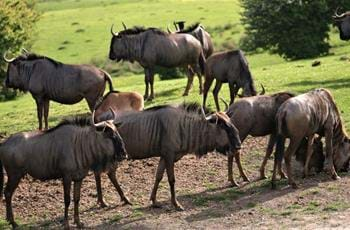 Blue Wildebeest