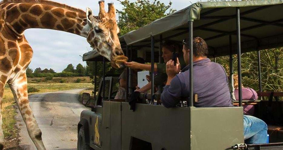 Platinum safari experience at Port Lympne Hotel & Reserve in Kent