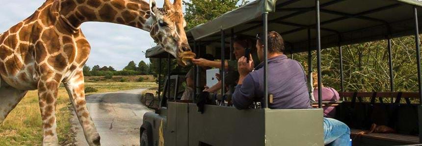 Platinum safari experience at Port Lympne Hotel & Reserve in Kent