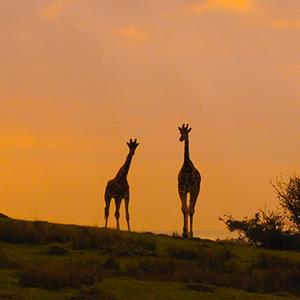 Dusk safari experience at Port Lympne Hotel & Reserve in Kent