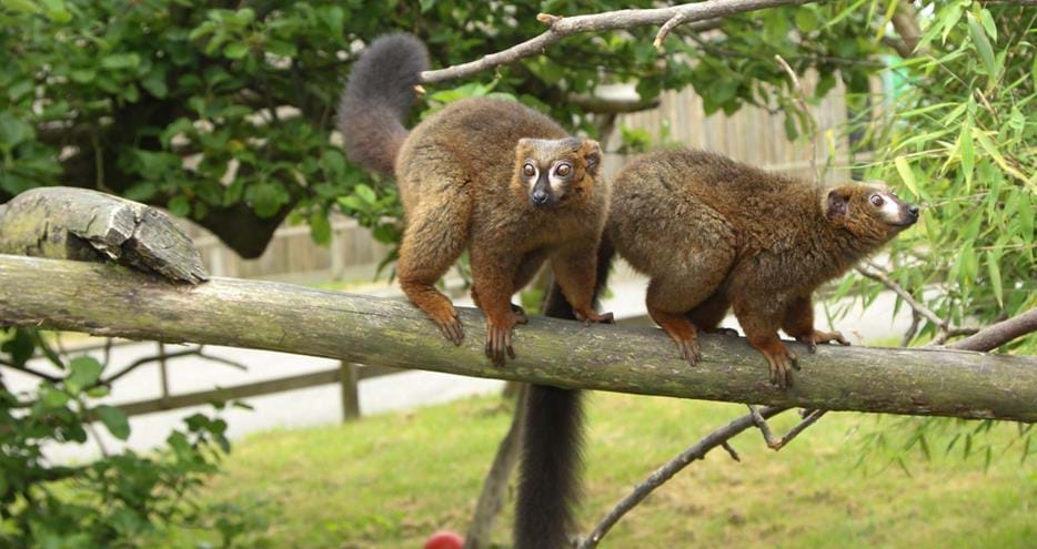 Red bellied lemurs at Howletts Wild Animal Park in Kent