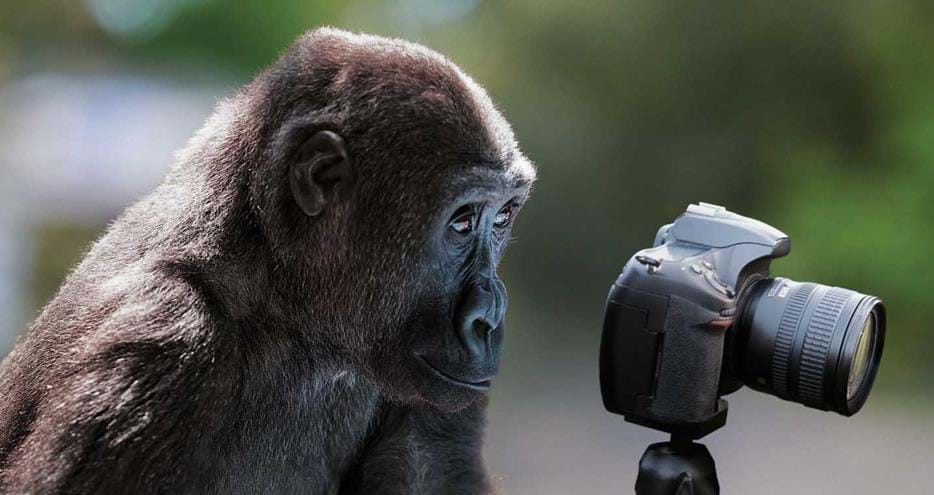 Wildlife Photography Course at Howletts Wild Animal Park in Kent