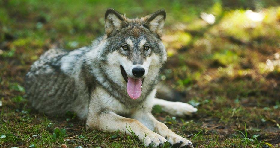European Grey Wolf at Howletts Wild Animal Park in Kent