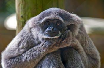 Trainee Primate Keeper