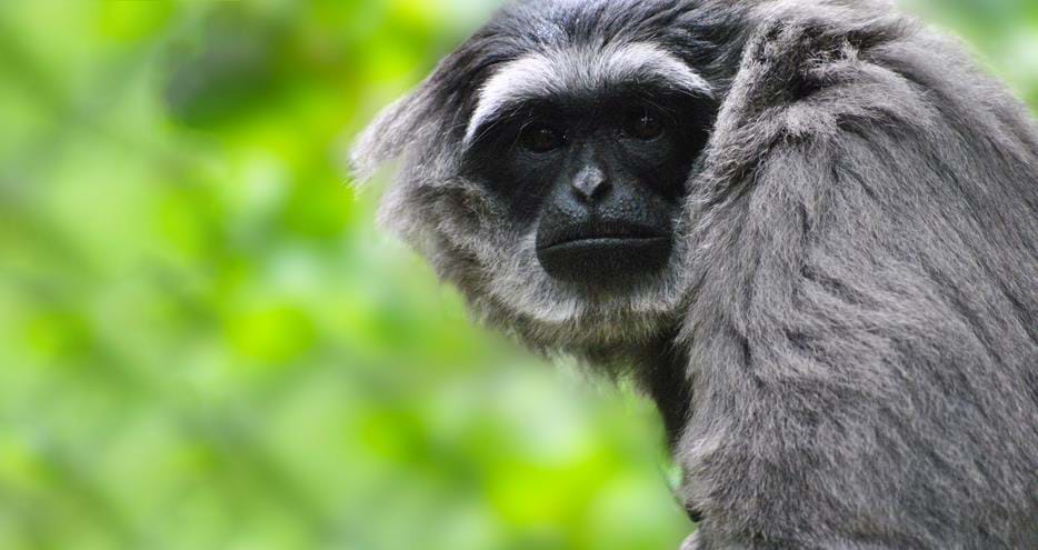 Javan or moloch gibbon at Howletts Wild Animal Park in Kent
