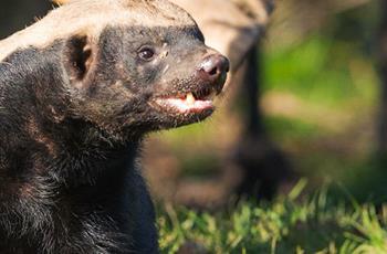 Honey Badger