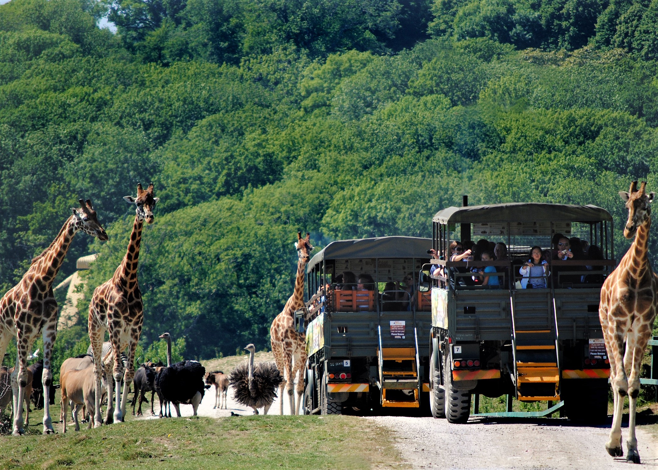 port lympne giraffe safari