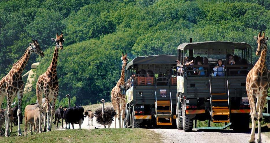 Safari day out in Kent at Port Lympne Hotel & Reserve 