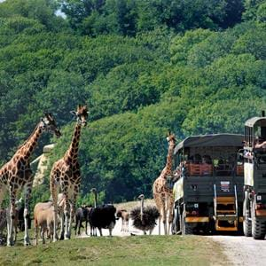 Safari day out in Kent at Port Lympne Hotel & Reserve 