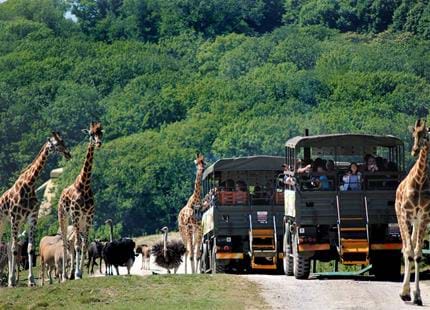 Safari day out in Kent at Port Lympne Hotel & Reserve 