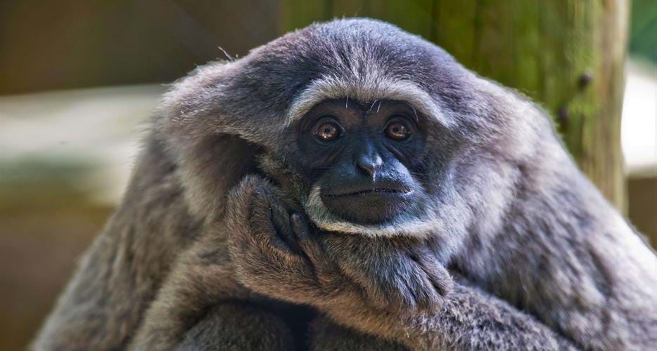 külotlu çorap bir ayol bilan porno Serebro guruhining etakchi qoshiqchilari bilan porno