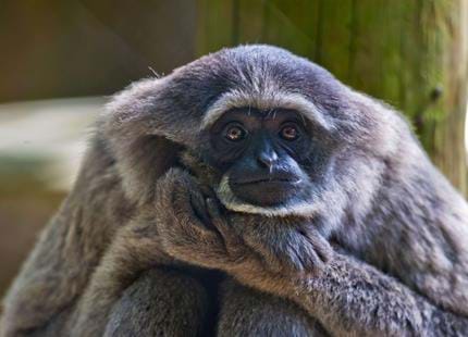 Javan gibbon at The Aspinall Foundation's Howletts Wild Animal Park in Kent, UK