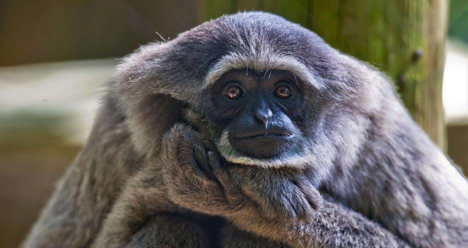 Javan gibbon at The Aspinall Foundation's Howletts Wild Animal Park in Kent