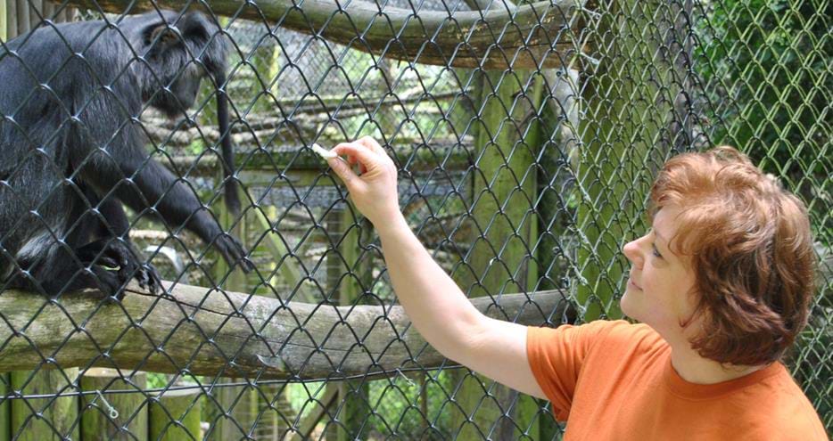 Volunteer at Port Lympne Hotel and Reserve in Kent