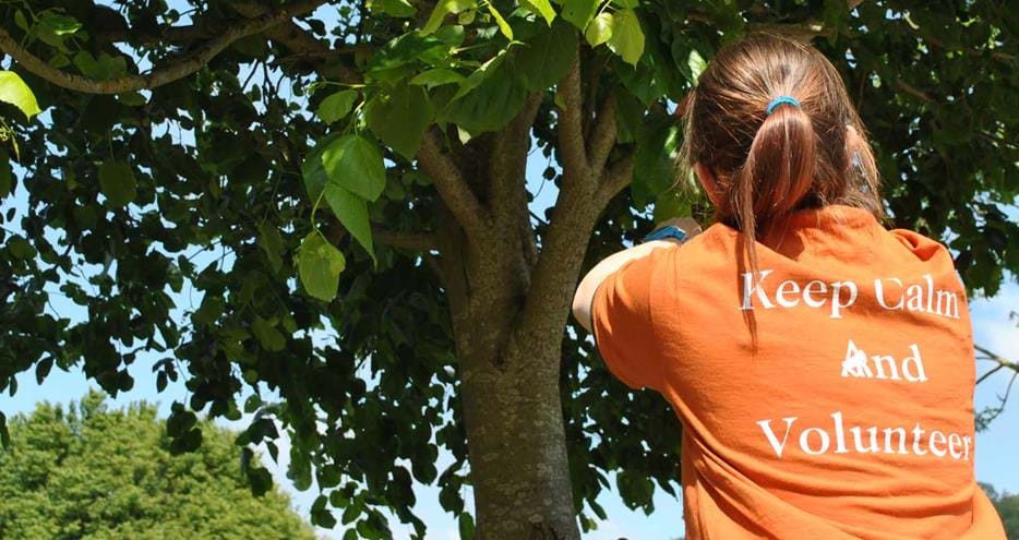 Volunteer at Port Lympne Hotel and Reserve in Kent