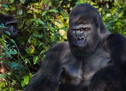 Western lowland gorilla, Djala living wild in Africa in The Aspinall Foundation's protected release project