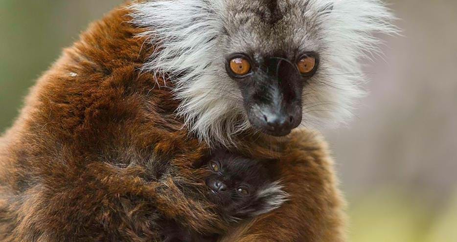 Black lemur, Aprily and infant at Howletts Wild Animal Park in Kent
