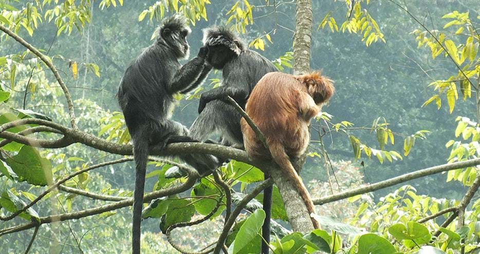 Wild Javan langurs at The Aspinall Foundation's primate project in Java