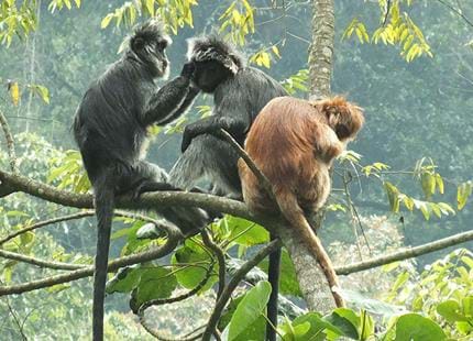 Wild Javan langurs at The Aspinall Foundation's primate project in Java