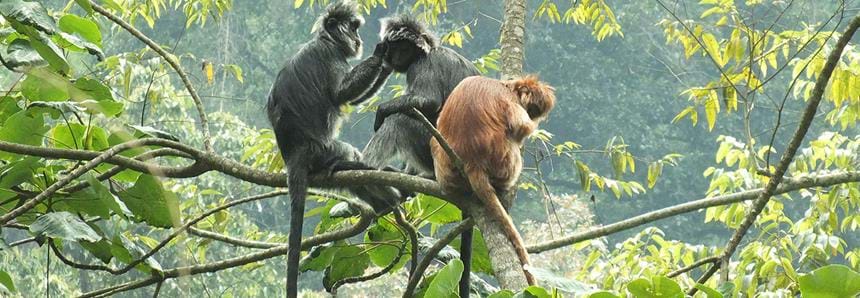 Wild Javan langurs at The Aspinall Foundation's primate project in Java