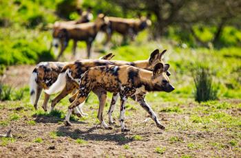 Painted Dogs