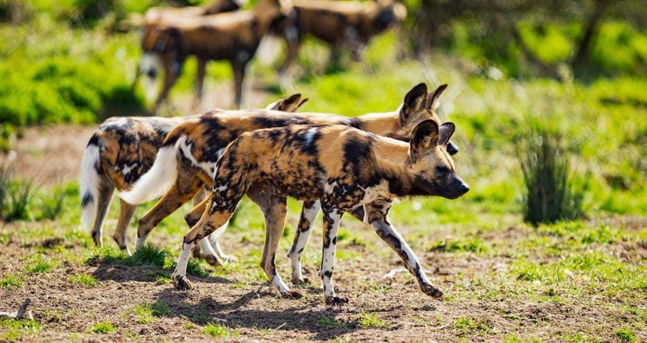 African painted dogs at Port Lympne Hotel & Reserve in Kent UK