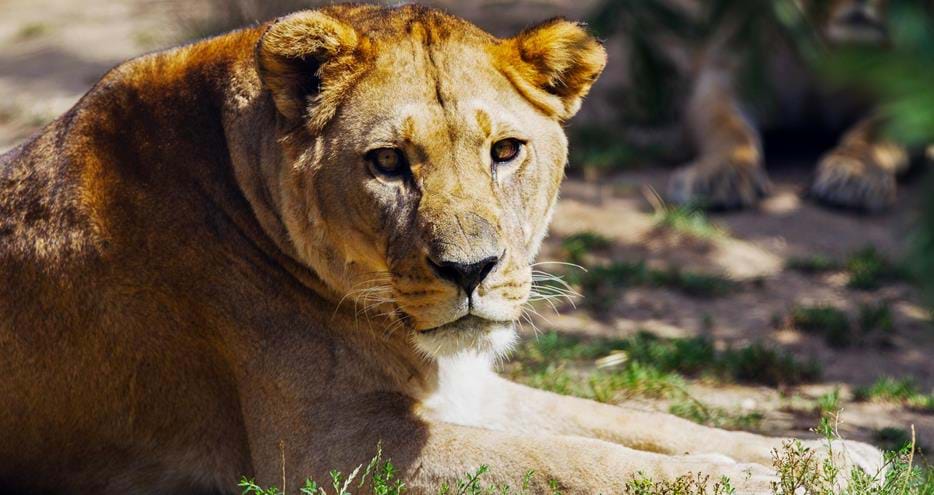 Barbary lion at Port Lympne Hotel & Reserve in Kent, UK