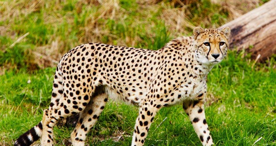 Cheetah at Port Lympne Hotel & Reserve in Kent, UK