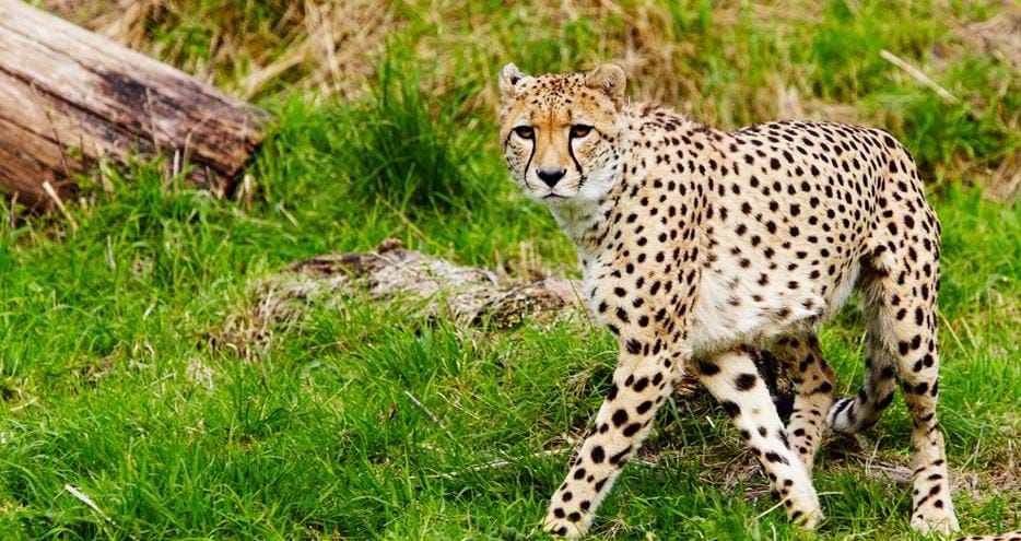 Cheetah at Port Lympne Hotel & Reserve in Kent, UK
