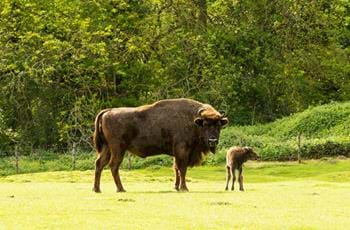 European Bison or Wisent