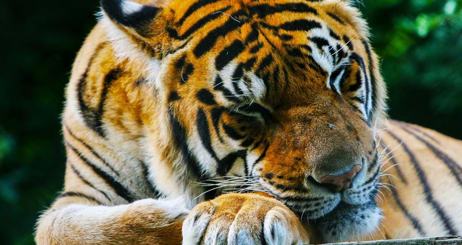 Indian tiger at Port Lympne Hotel & Reserve in Kent, UK