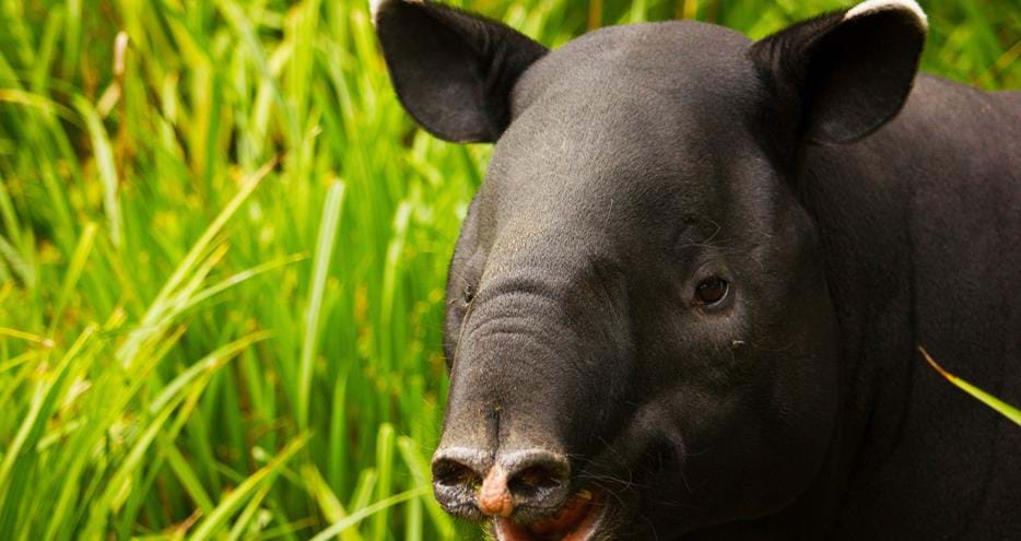 Malayan tapir at Port Lympne Hotel & Reserve in Kent, UK