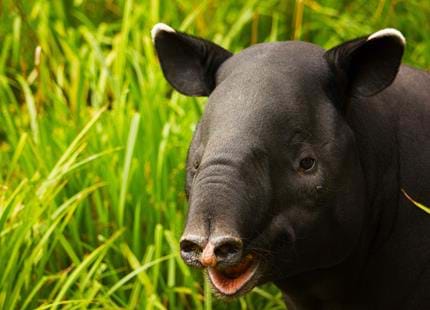 Malayan tapir at Port Lympne Hotel & Reserve in Kent, UK
