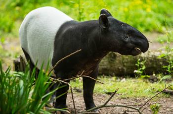 Malayan Tapir