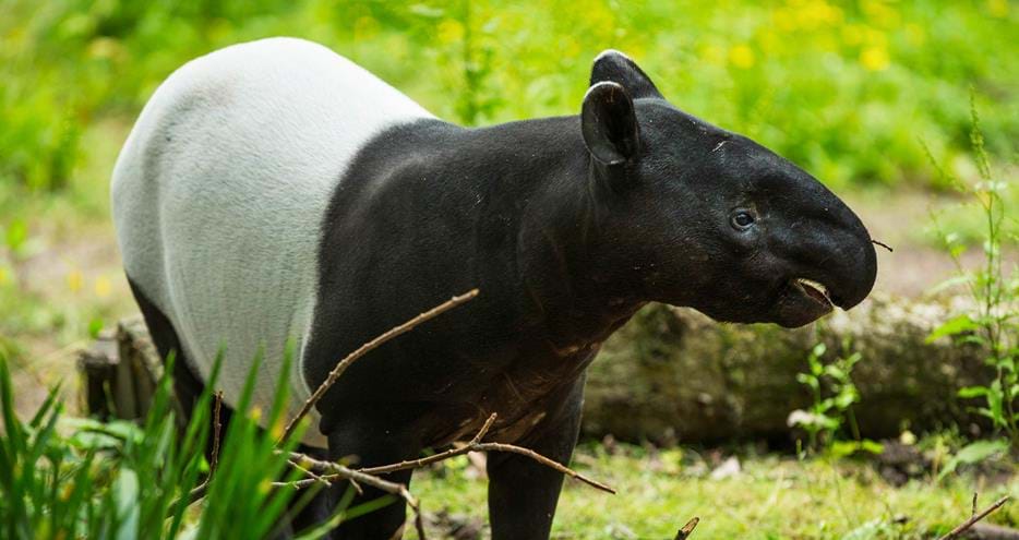Malayan tapir at Port Lympne Hotel & Reserve in Kent, UK