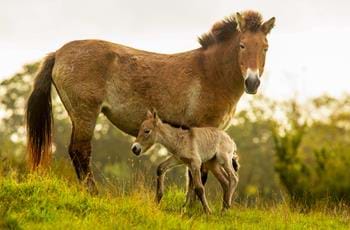 Przewalski's Horse