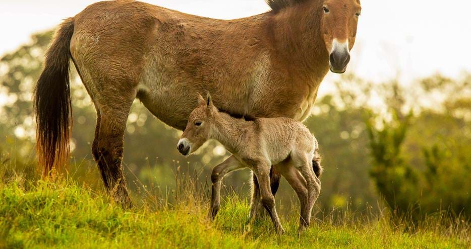 Przewalski's horse and foal at Port Lympne Hotel & Reserve in Kent, UK