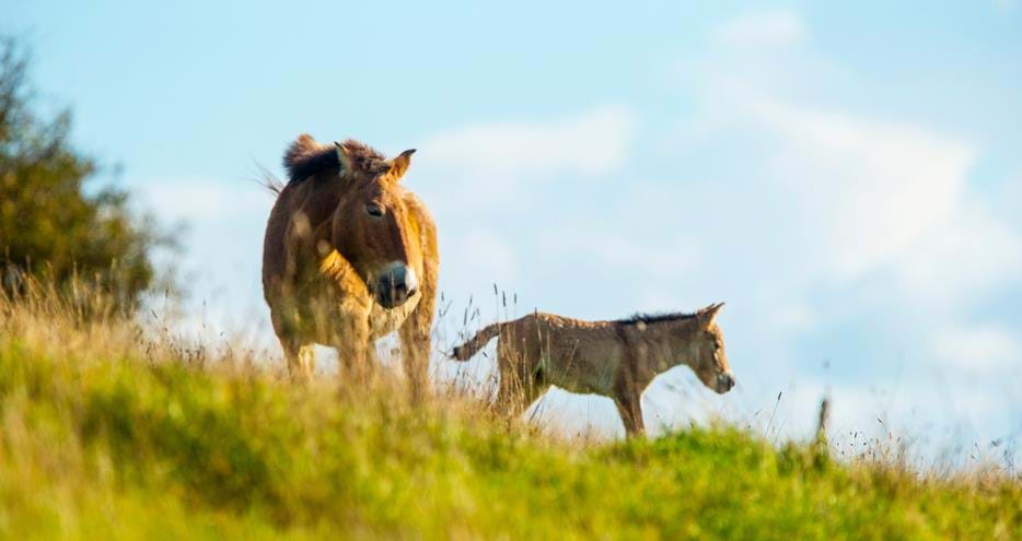 Przewalski's horse and foal at Port Lympne Hotel & Reserve in Kent, UK