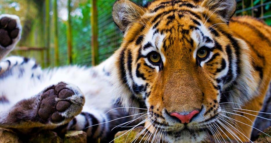 Siberian tiger at Port Lympne Hotel & Reserve in Kent, UK