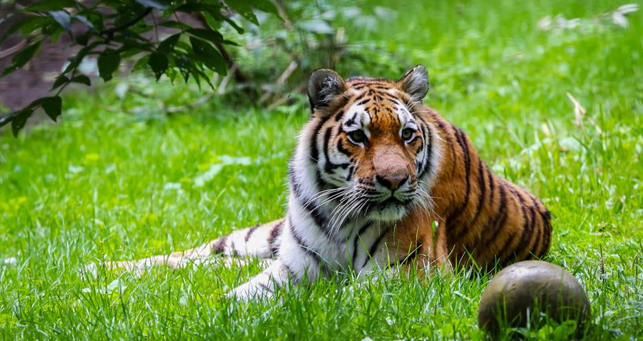 Siberian or Amur tiger at Port Lympne Hotel & Reserve in Kent, UK