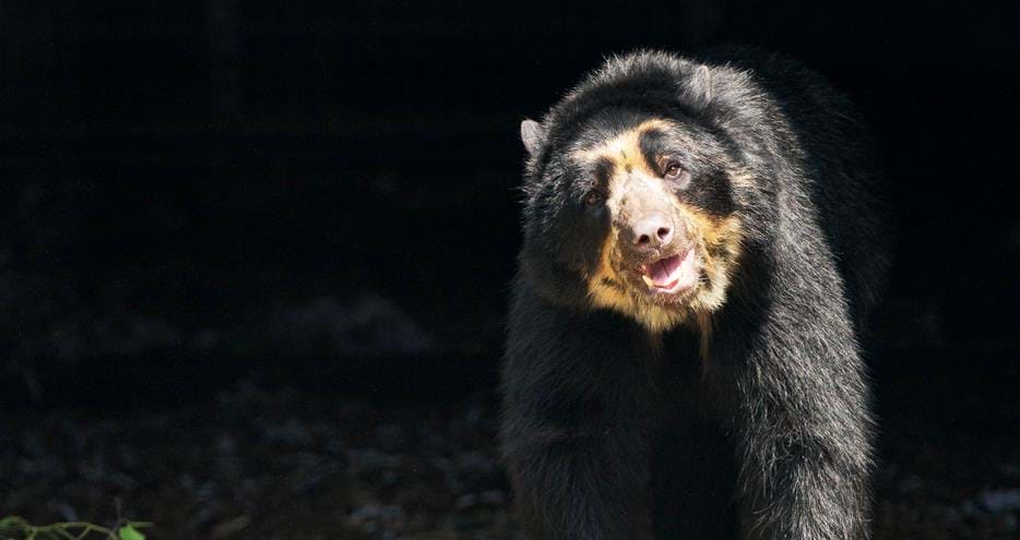 Spectacled bear, Oberon, at Port Lympne Hotel & Reserve in Kent, UK