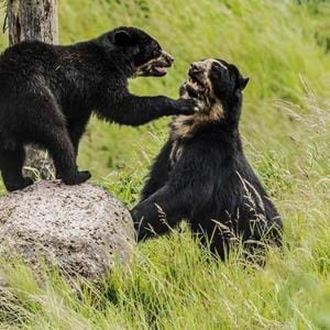 Kent's Only Spectacled Bears