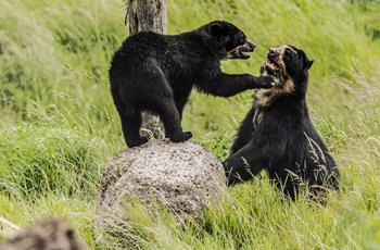 Spectacled Bear