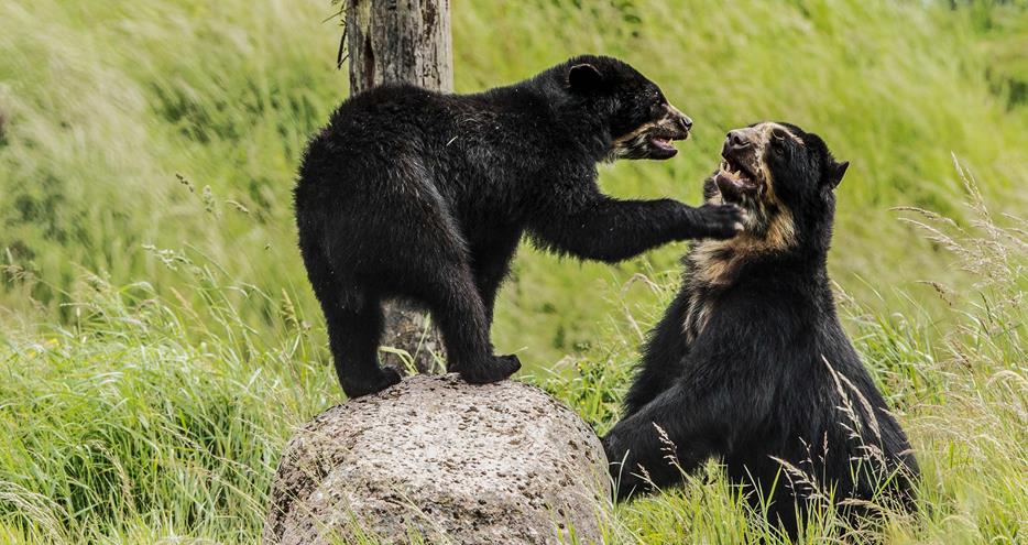 Kent's Only Spectacled Bears