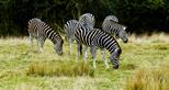 ANIMAL-GALLERY_AFRICAN-EXPERIENCE_Chapmans-Zebra.jpg